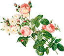 Raque-Solar-Floristas